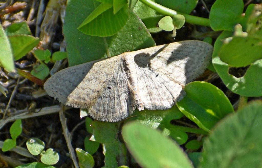 Scopula minorata